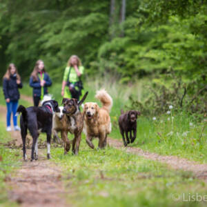 dog walking400 dog walking400