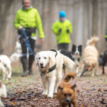 4paws walking (84 of 560)-Edit