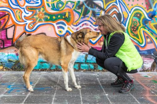 4paws walking (102 of 112)