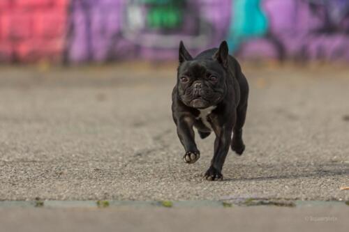 4paws walking (41 of 112)